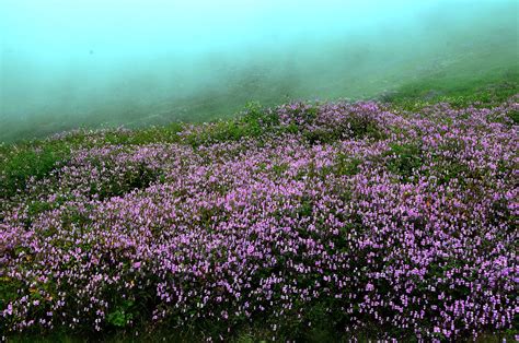 Valley Of Flowers The Outstanding Natural Beauty