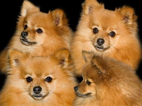 Pomeranian Wallpapers Wallpaper Cave