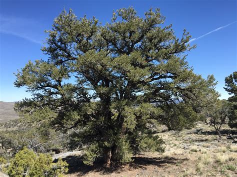 Piñon Pine Pinus Monophylla Small Tree Seedling