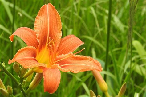 Lily Orange Blossom · Free Photo On Pixabay