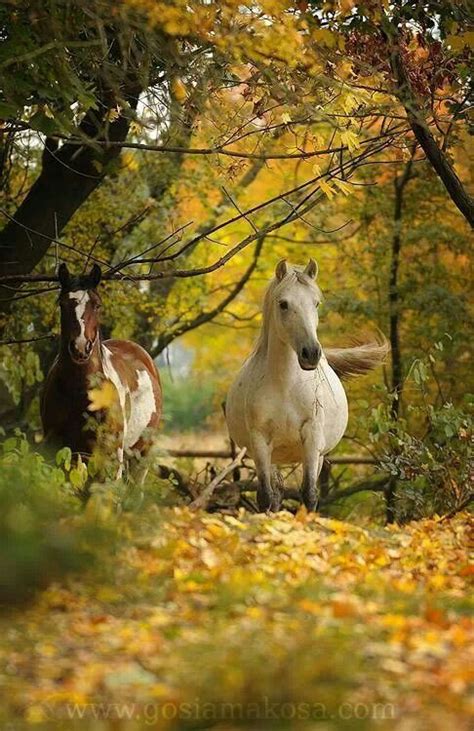 Horses On A Country Walk At The Beginning Of Autumn As The Leaves Are