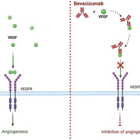 Bevacizumab A Human Recombinant Antibody Inhibits Angiogenesis Vegf