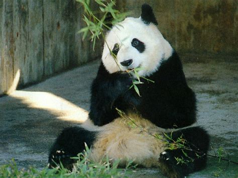 Sweet Panda Pandas Wallpaper 12538452 Fanpop