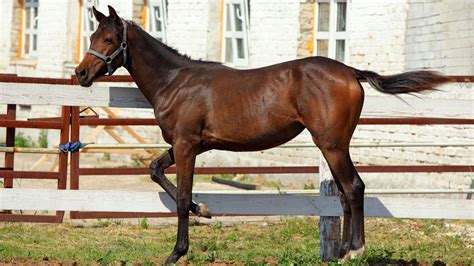 101 Bay Horse Names Males Stallions Geldings And Mares