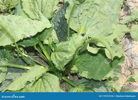 Big Plantain In The Garden Stock Photo Image Of Nature 179757676