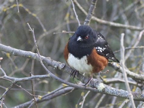 Spotted Towhee With Red Eyes And Rufous Feathers Feederwatch