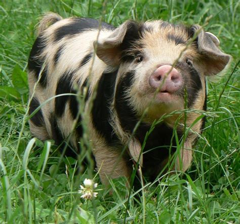 Image Result For Kune Kune Pig Fence Cute Piglets Pet Pigs Pig