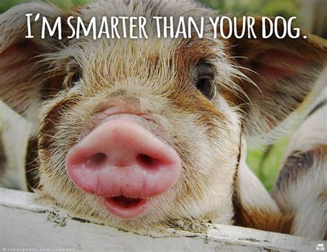 Pigs Are Smart Cute Pigs Pet Pigs Pig