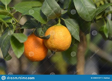 Red Lime Citrus Tree Stock Image Image Of Tree Lime 258531077