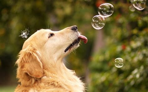 1080p Free Download Licking Bubbles Retriver Bubbles Golden Dog