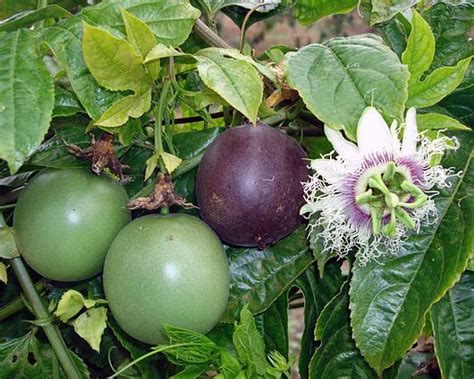 Passiflora Edulis F Edulis Wikipedia La Enciclopedia Libre
