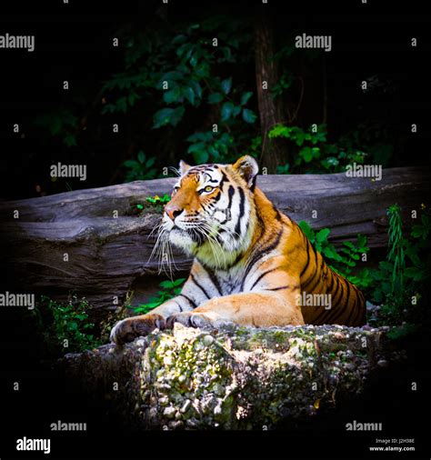 Tiger Beautiful Tiger Portrait Stock Photo Alamy