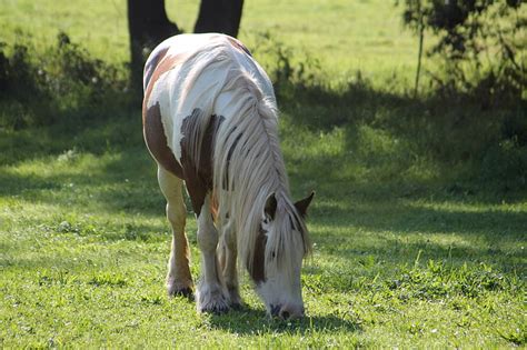 Free Photo Horse Pony Pasture Small Horse Breed Graze Hippopx