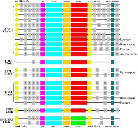 Distribution Of Homeodomains And Motifs Of Ap2 Group In Spermatophyte