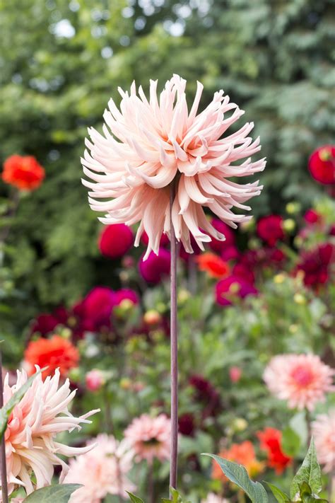 How To Care For Your Dahlias In Winter The Middle Sized Garden