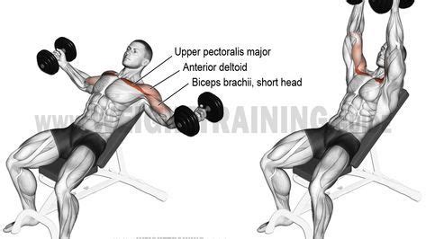 Dumbbell Armpit Row Instructions And Video Dumbbell Fly Weight