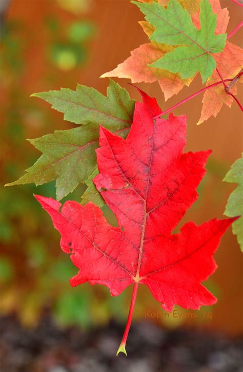What Color Are Sugar Maple Leaves In The Fall Barry Morrises Coloring