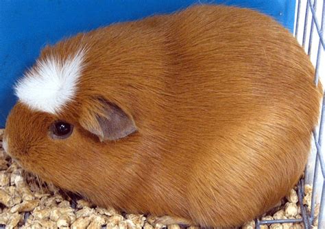 Top 10 Pet Guinea Pig Breeds We Love Home And Roost