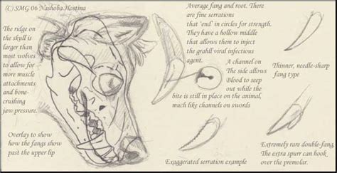 Werewolf Anatomy By Nashoba Hostina On Deviantart