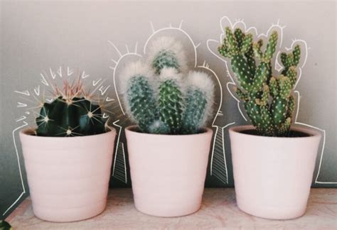 Pin By Emma On I N S P O Plant Aesthetic Cactus Plants