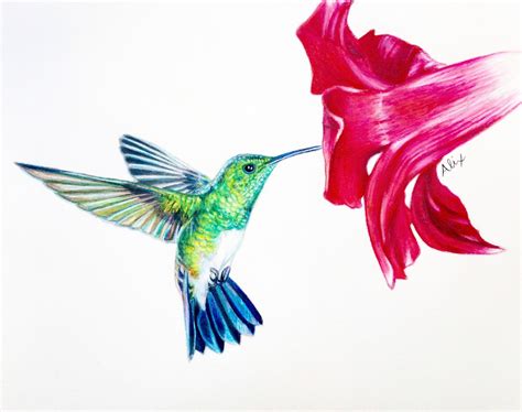 Hummingbirds Drawing At Getdrawings Free Download
