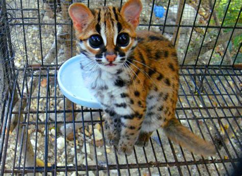 Cebu Zoo Leopard Cat