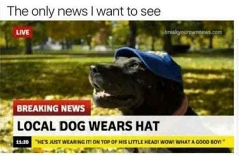 Dog With Cowboy Hat Meme Apsgeyser 665