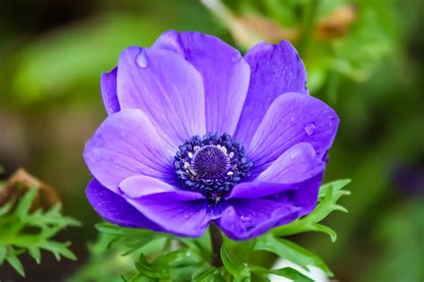 Anemone Flower Meaning And Symbolism A To Z Flowers