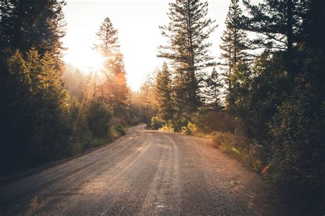 A Dirt Road Lined With Pine Trees During Golden Hour Golden Sun Over A