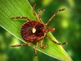 Image result for lone star tick
