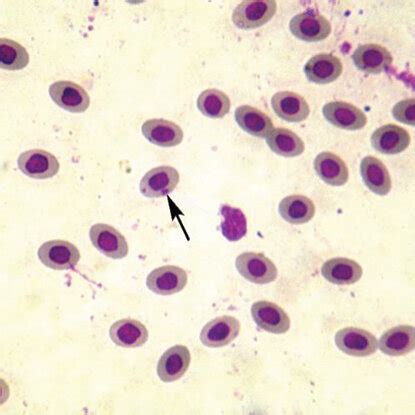 Photomicrograph Of Blood Smear Of Fish Placed In Group T At Day Of Download Scientific