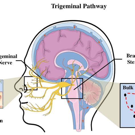 Trigeminal Nerve Pathway Diagram