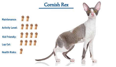 Cornish Rex Cat Breed Everything You Need To Know At A Glance
