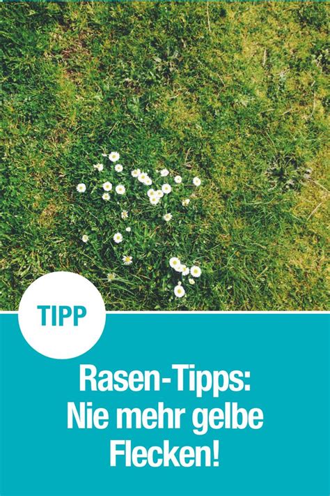 Um den groben schmutz zu entfernen, solltest du die matratze einmal im monat abbürsten und mit einem staubsauger absaugen. Gelbe Flecken auf dem Rasen bekämpfen | Rasen, Rasenpflege ...