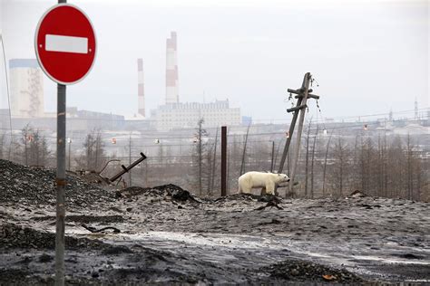 A Polar Bear Wanders The Outskirts Of The Russian Industrial City Of