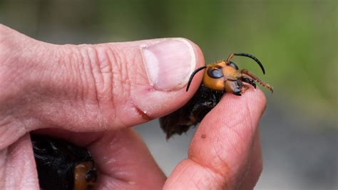 Asian Giant ‘murder Hornets’ Are Spreading After Woman Finds Queen On Porch Miles From Original