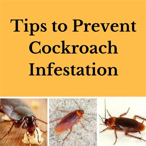 Tips To Prevent Cockroach Infestation By Planet Orange