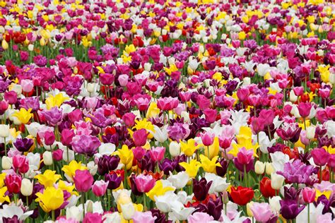 Free Images Flower Petal Colorful Holland Tulips Crocus Field