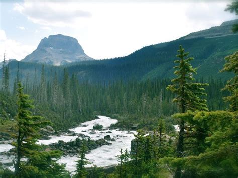 Canadian Forest Forest Forest Wallpaper