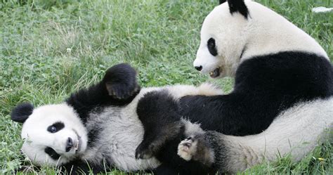 Foto Los Hijos Meng Meng Osa Panda Del Zoológico De Berlín Abren Los