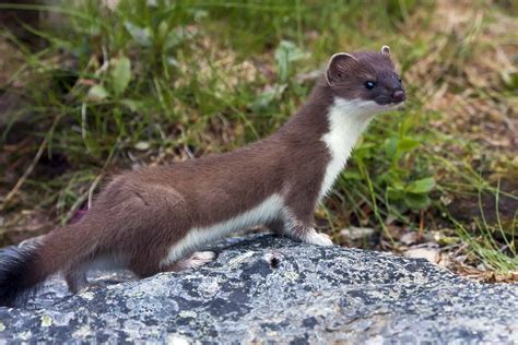 Considering Owning A Pet Weasel Here Is Everything You Need To Know
