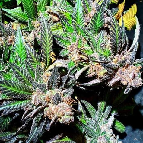 Jelly Donuts Cannabis Seeds By Holy Smoke Seeds