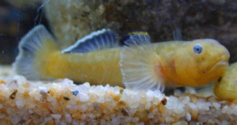 Desert Goby Chlamydogobius Eremius Zietz 1896 The Australian Museum