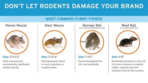Common Types Of Rodents Ecolab