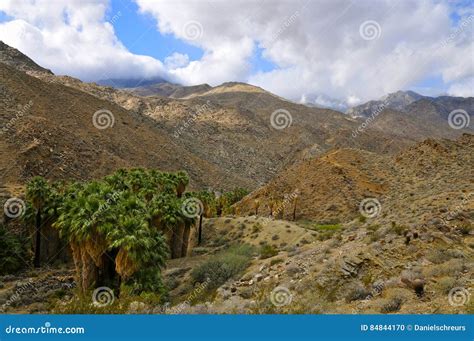 Palm Canyon Palm Springs Royalty Free Stock Image