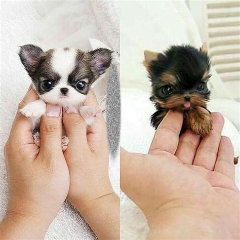 Top 10 Cutest Dog Breeds — Small Cutest Dogs We Cant Get Enough Of