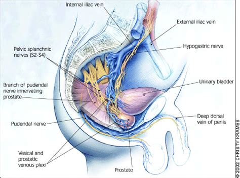 Prostatic Venous Plexus