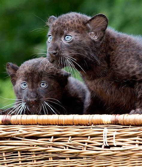 Panther Cubs Baby Panther Animals Cute Animals
