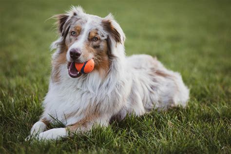 Picture Of An Australian Collie Dog · Free Stock Photo