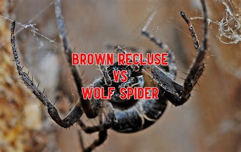Brown Recluse Vs Wolf Spider 13 Differences To Identify Them